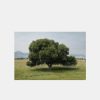 Online Michael James Hillman Cottonwood Tree (Summer)