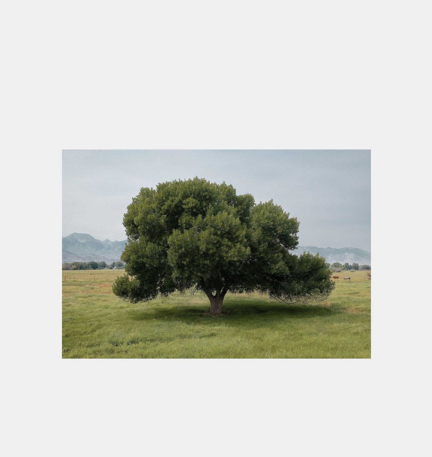 Online Michael James Hillman Cottonwood Tree (Summer)