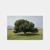 Clearance Michael James Hillman Cottonwood Tree (Summer)