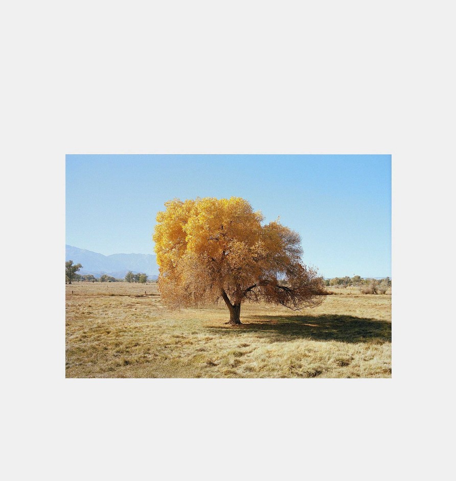 New Michael James Hillman Cottonwood Tree (Fall)