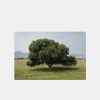 New Michael James Hillman Cottonwood Tree (Summer)