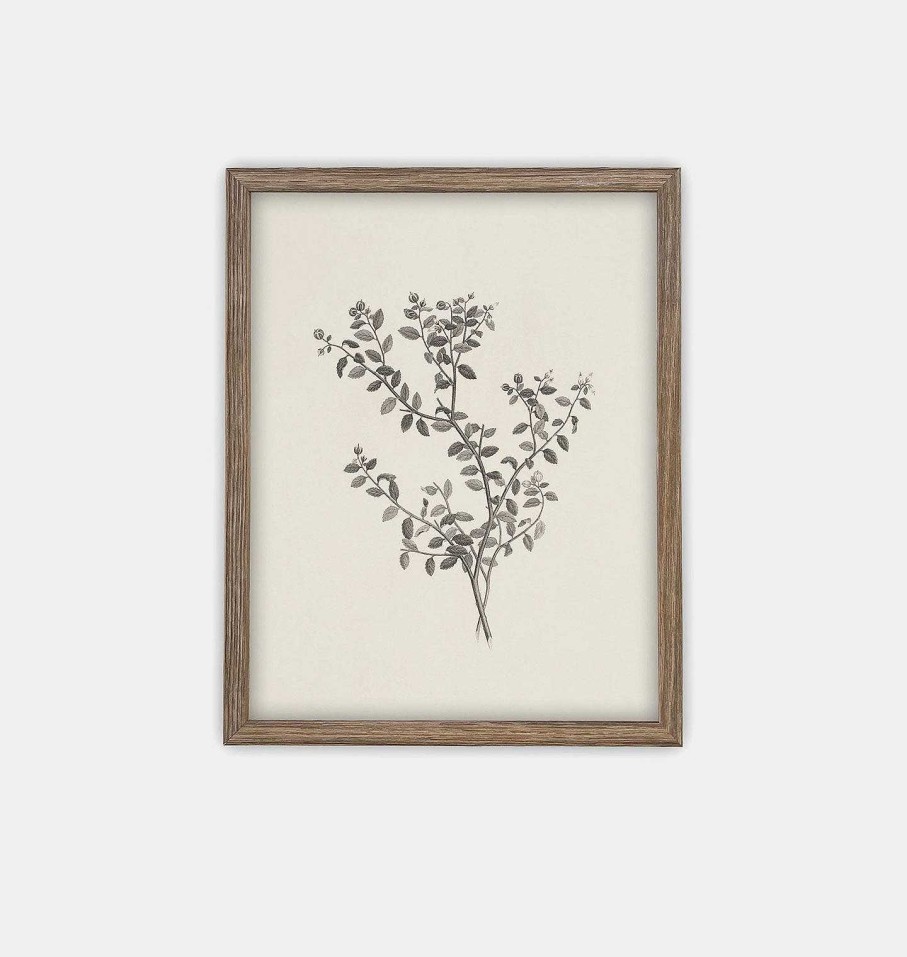 New Linen + Cloth Botanical Sketch Framed Print