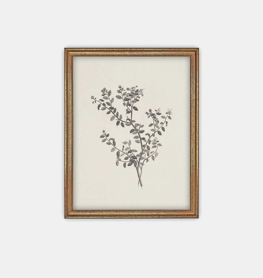 New Linen + Cloth Botanical Sketch Framed Print